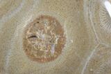 Polished Fossil Coral (Actinocyathus) - Morocco #85026-1